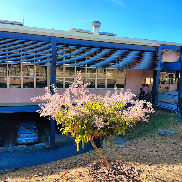 Congeia convertida em uma graciosa arvoreta.