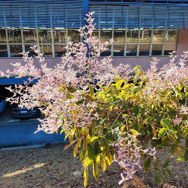 Folhas e flores da congeia.