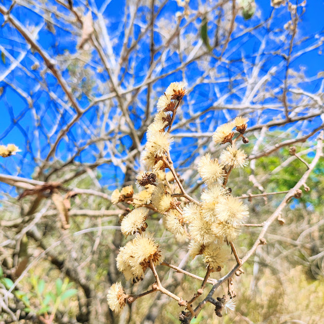Frutos do vassourão.