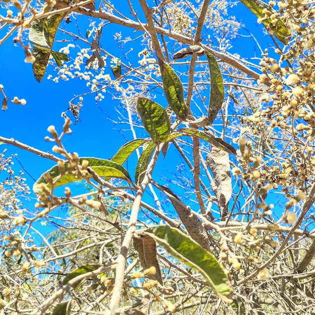 Folhas do vassourão.