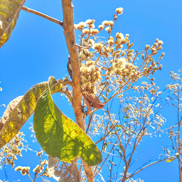 Folhas e inflorescências do vassourão.