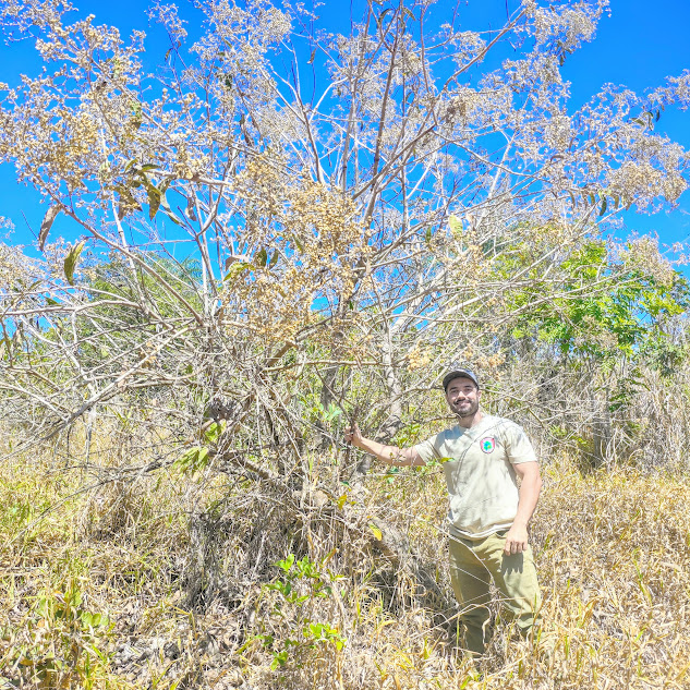 Vassourão presente em área aberta.