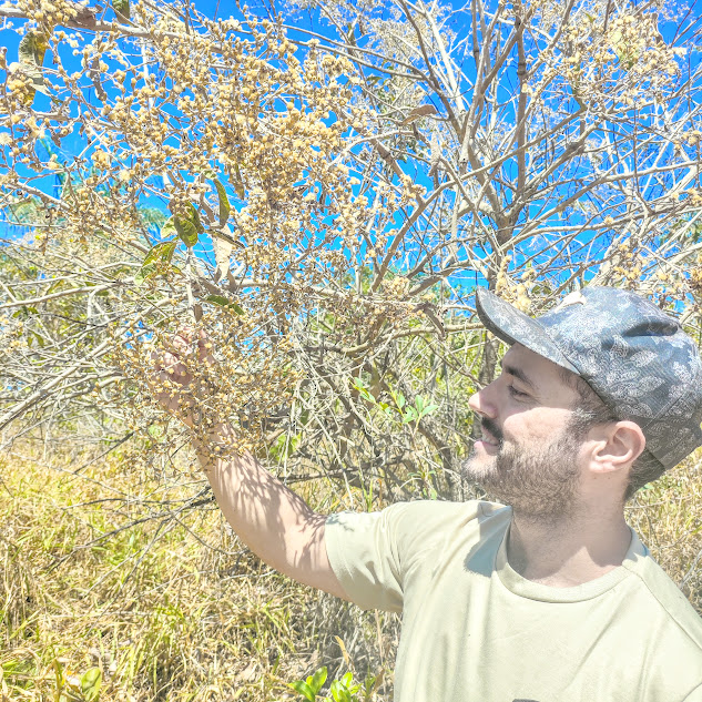 Ramos do vassourão.