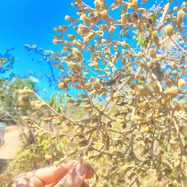 Inflorescências do vassourão.