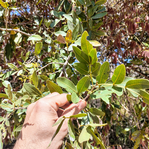 Folhas da aroeira-brava.