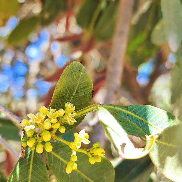 Inflorescência da aroeira-brava.