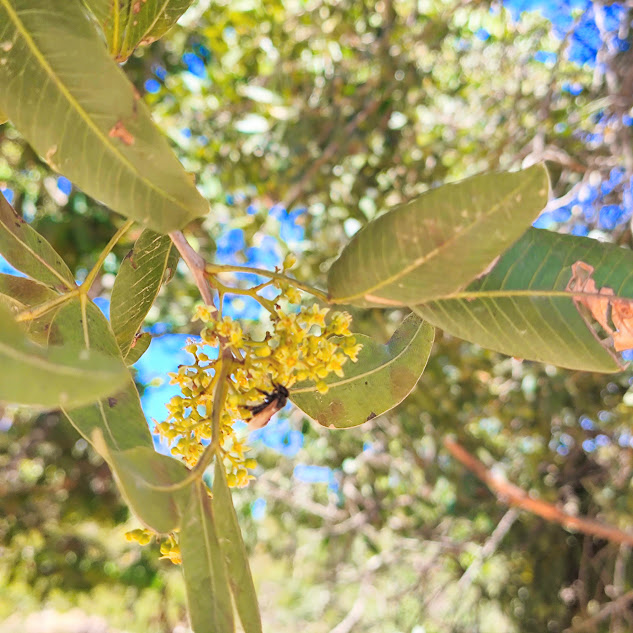 Folhas e inflorescências da aroeira-brava.