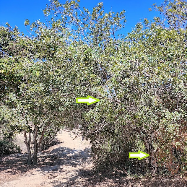 Aroeira-brava presente em área relativamente aberta.