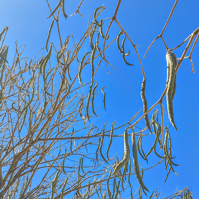 Frutos do ipê-roxo-de-bola.