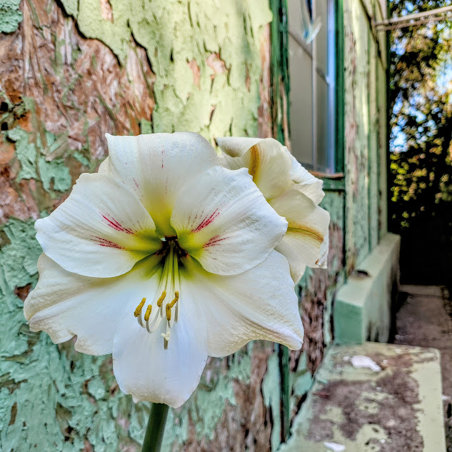 Flores da amarílis.