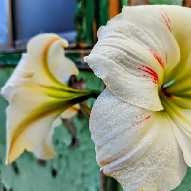 Flores da amarílis.