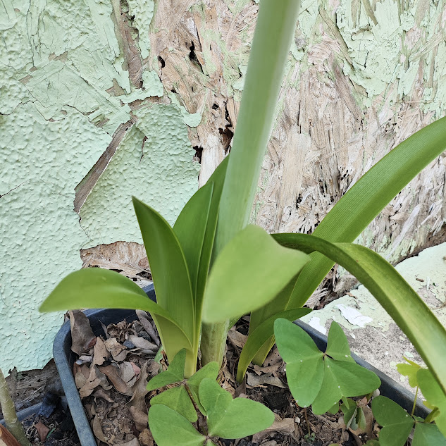 Folhas da amarílis.