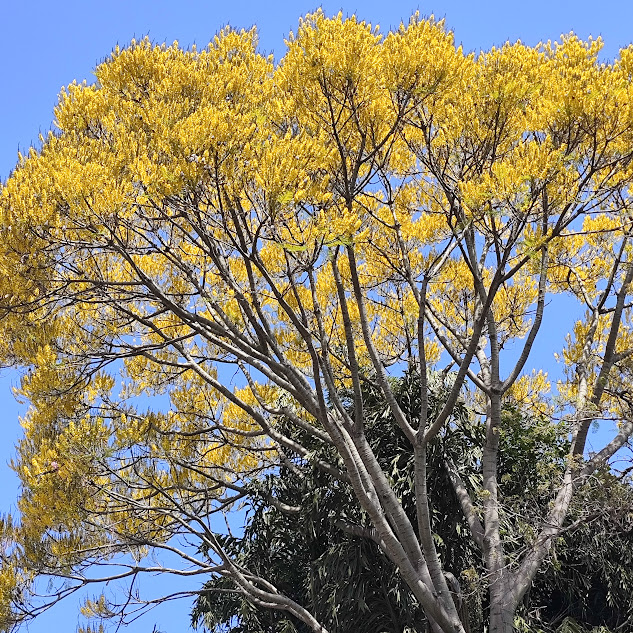 Copa florida do guapuruvu.
