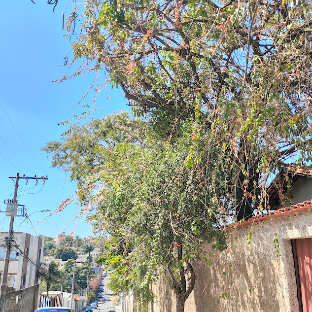 Trepadeira de chapeu-chinês.