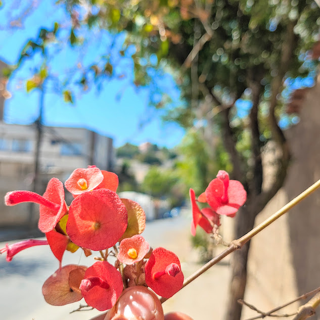 Flores do chapeu-chinês.