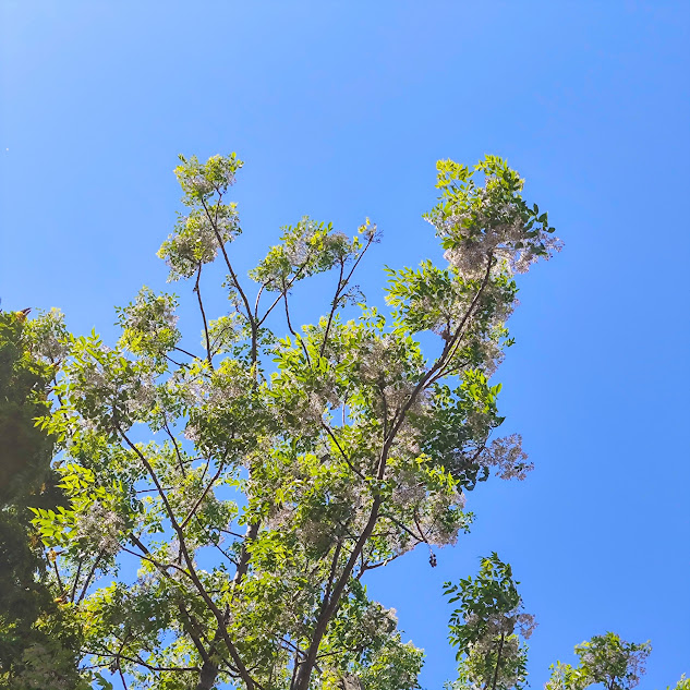 Santa Bárbara (Melia azedarach)