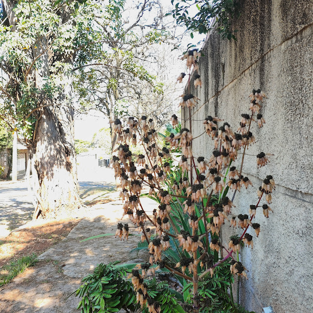 Inflorescências da suculenta-havaiana.