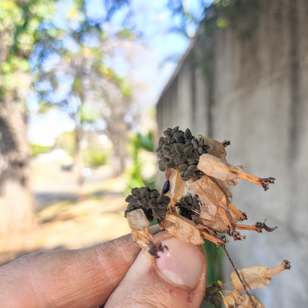 Mudas de suculenta-havaiana.