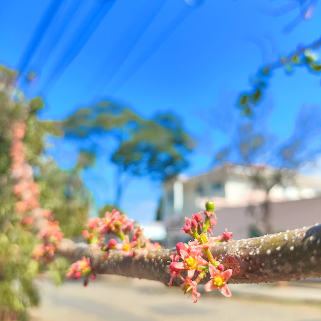 Ramo do cajá-redondo.