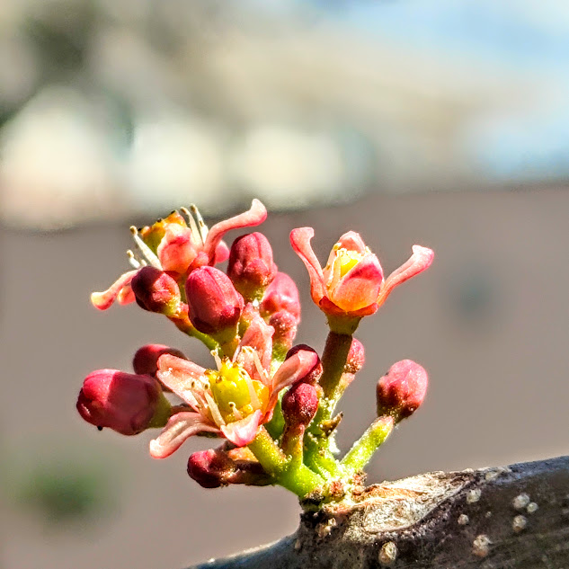 Flores do cajá-redondo.