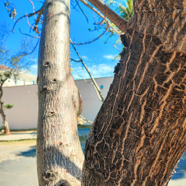 Tronco do cajá-redondo.