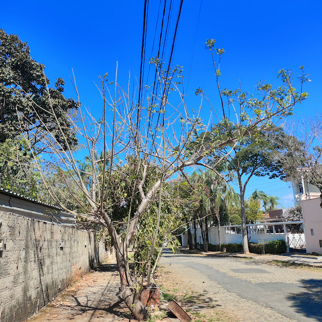 Cajá-redondo em rua.