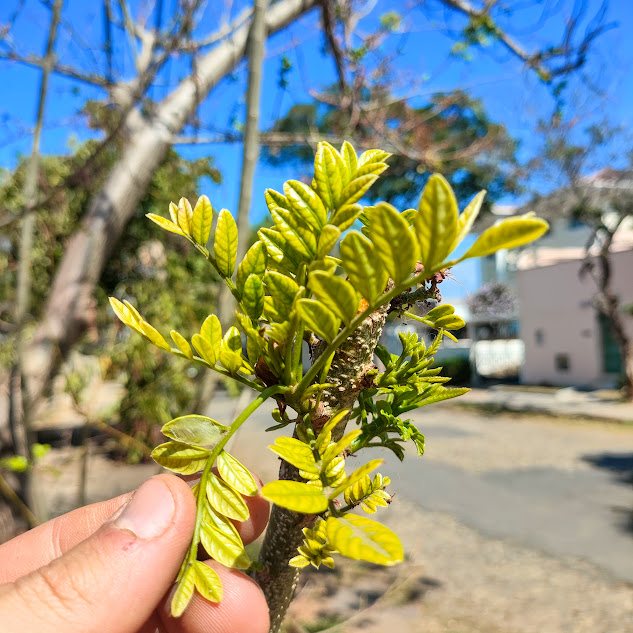 Folhas do cajá-redondo.