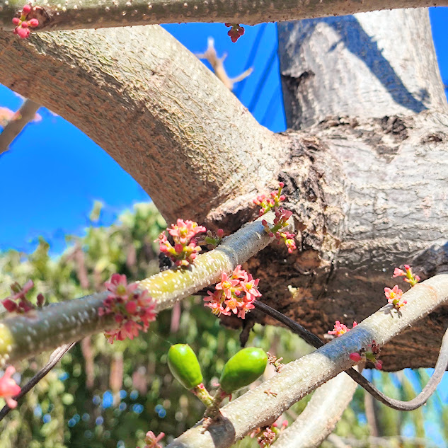 Tronco, flores e fruto do cajá-redondo.