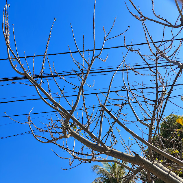 Copa do cajá-redondo.