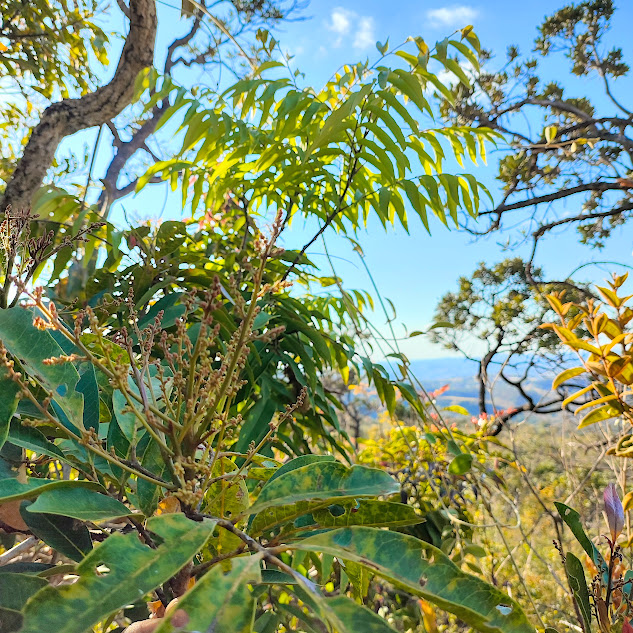 Inflorescência do peito-de-pomba.