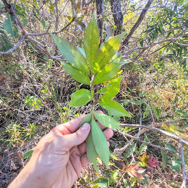 Folha do peito-de-pomba.