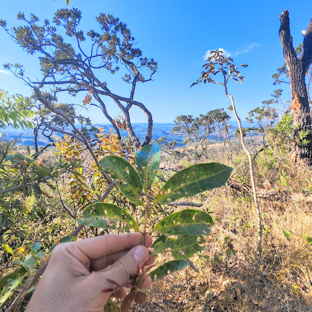 Peito de pomba (Tapirira guianensis)