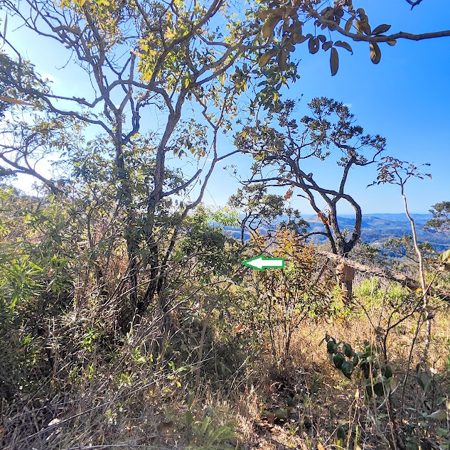 Peito-de-pomba presente em encosta.