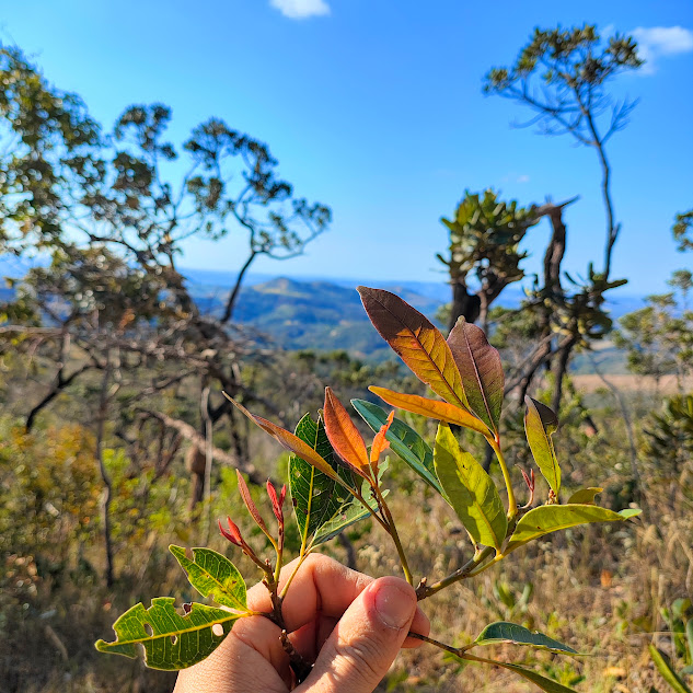 Peito de pomba (Tapirira guianensis)
