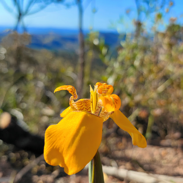 Flor da Trimezia juncifolia.
