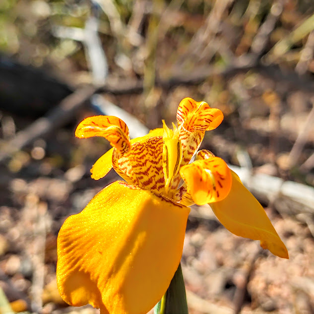 Flor da Trimezia juncifolia.