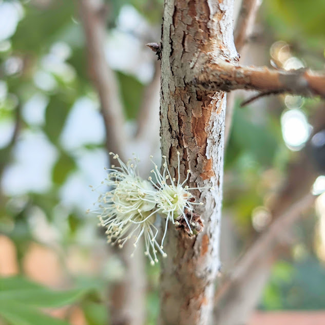 Flores e tronco da jaboticabeira.