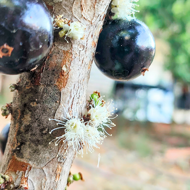 Flores e frutos da jaboticabeira.