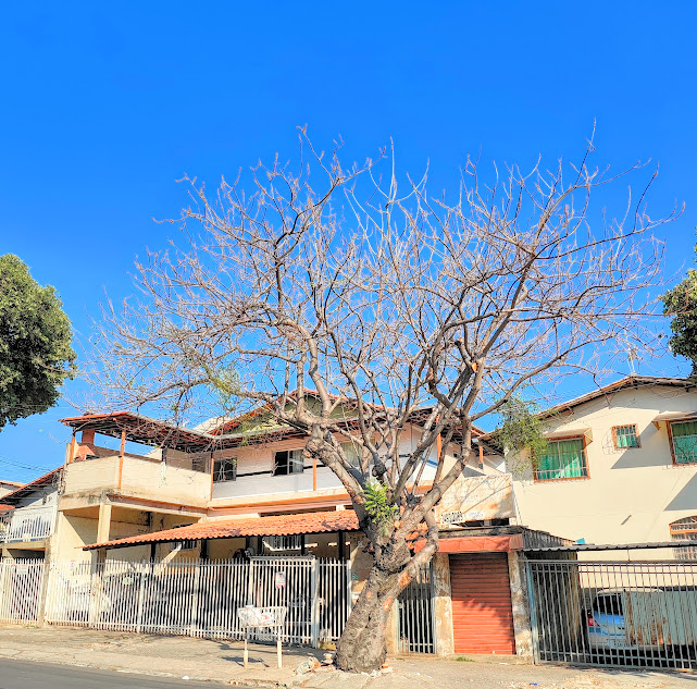 Cajá-redondo bem conformado