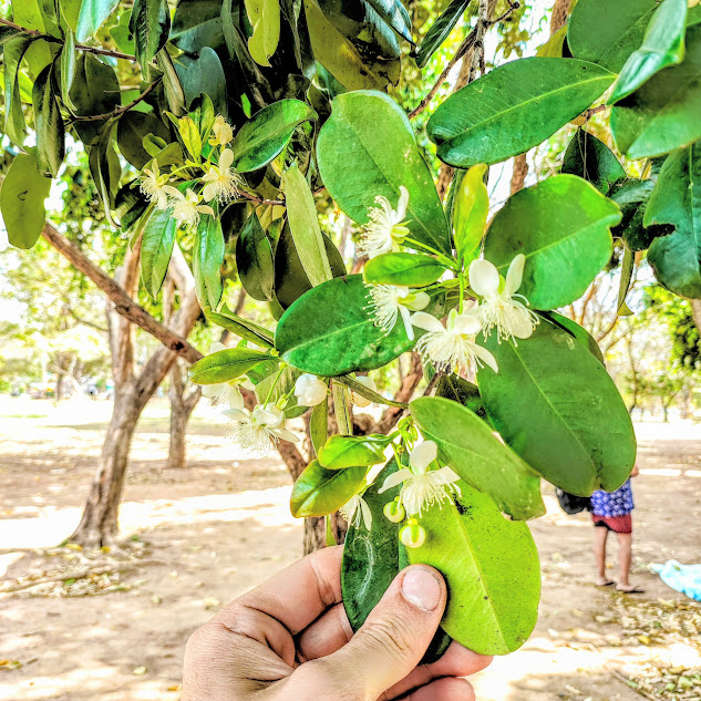 Folhas e flores da grumixama.