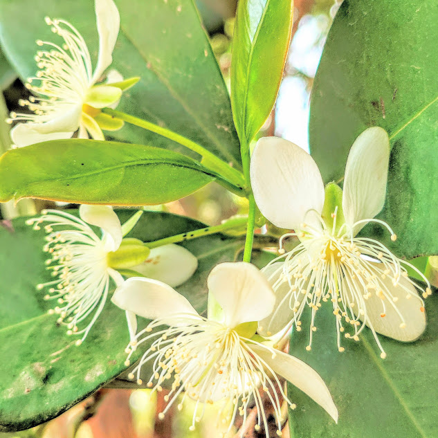 Flores da grumixama.