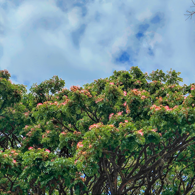 Copa do bordão-de-velho.