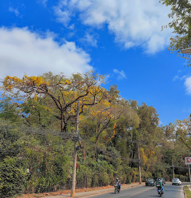 Unha-de-gato sobre flamboyant seco.