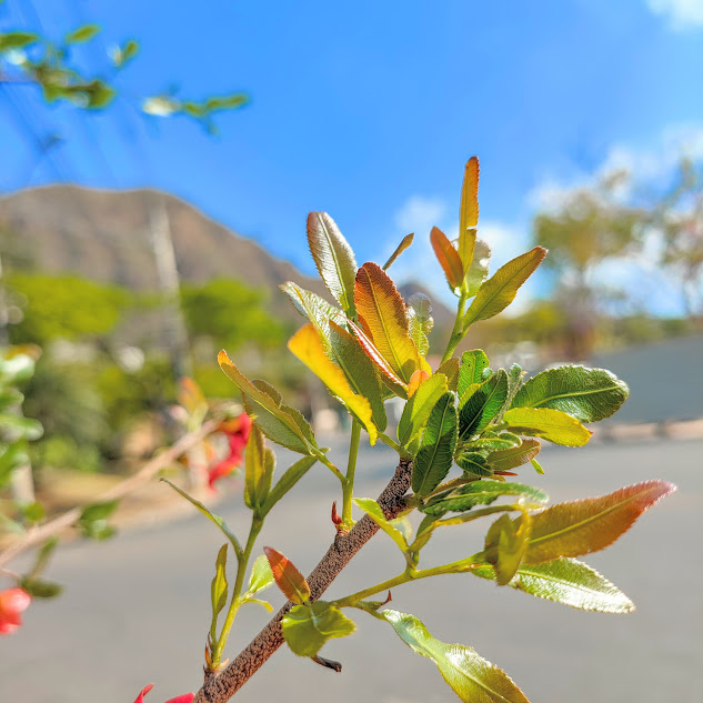 Folhas da planta-mickey mouse.