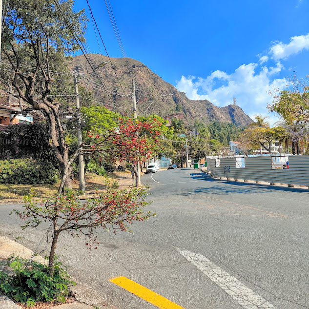 Arvoreta da planta-mickey-mouse.