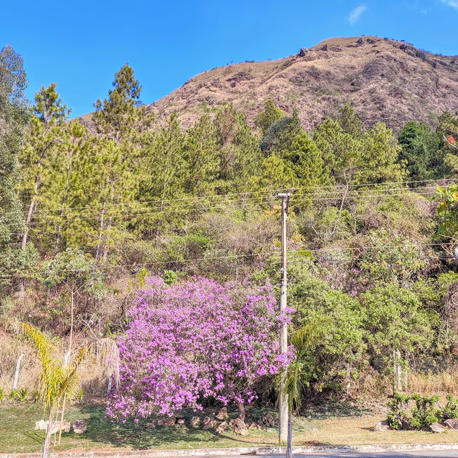 Quaresmeira florida.