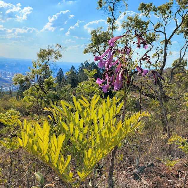 Folhas e flores da caroba.