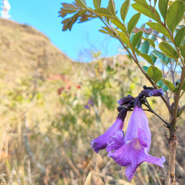 Flores da caroba.
