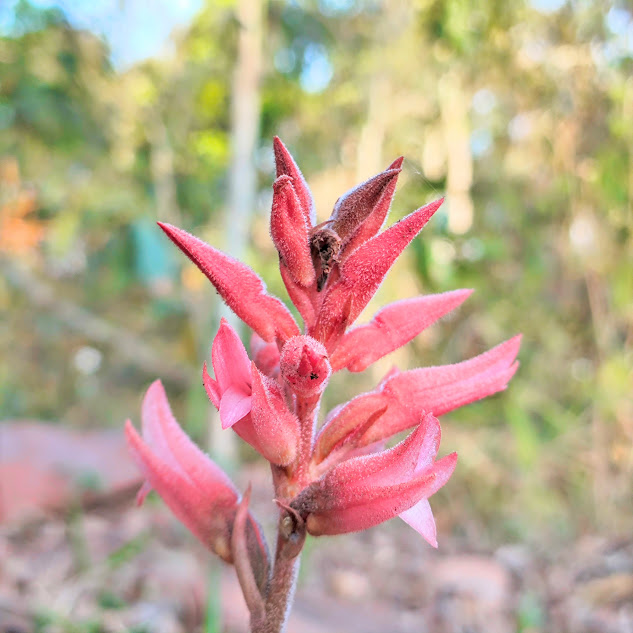 Inflorescência da orquídea-bicuda-sem-folhas
