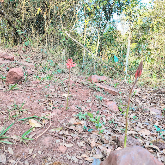 Orquídeas-bicudas-sem-folhas.